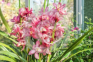 Orchid red speckled The name of The flower due to similarity of