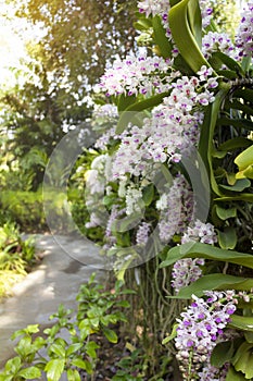 Orchid Rhynchostylis gigantea flower and green leaves background in garden