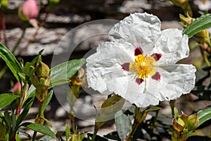 Orchid rockrose