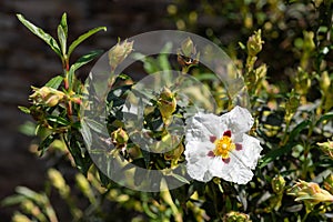 Orchid rockrose