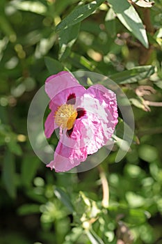 Orchid rockrose flower. Cistus purpureus