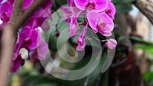 orchid's blossom