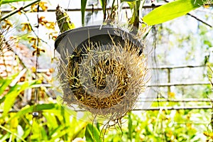 Orchid\'s fibrous white yellow root emerge from small black plastic pot.