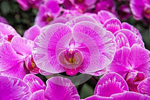 Orchid photo