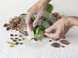 An orchid seedling in hands. Resuscitation of orchids. Growing roots in orchids