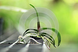Orchid seedling and orchid care concept.