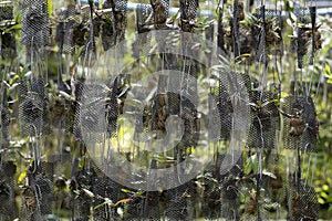 Orchid seedlings hanging on a plant nursery in orchid farm.