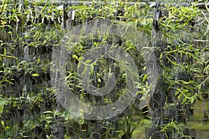 Orchid seedlings hanging on a plant nursery in orchid farm.