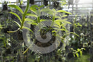 Orchid seedlings hanging on a plant nursery in orchid farm.