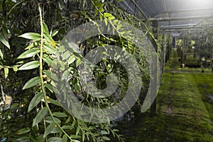 Orchid seedlings hanging on a plant nursery in orchid farm.