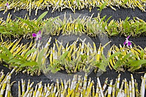 Orchid seedlings at the orchid farm in Samut Songkram, Thailand.