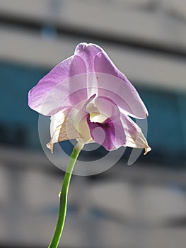 An orchid seen from the front, open, of a light pink color