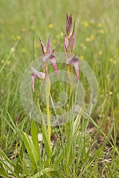 Orchid - Serapias lingua - Wild Orchid, plant and flower in its natural