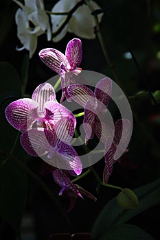 Orchid in the shade and light