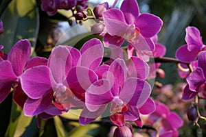 The 2016 Orchid Show 95 photo