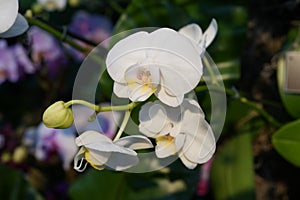 The 2016 Orchid Show 96 photo