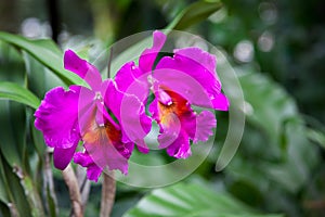 Orchid in Singapore Botannical Gardens