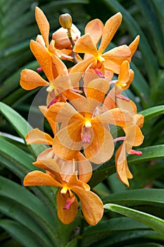 Orchid in Singapore Botannical Gardens