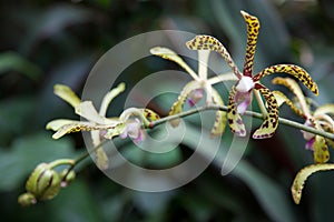 Orchid in Singapore Botannical Gardens