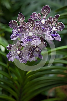 Orchid in Singapore Botannical Gardens