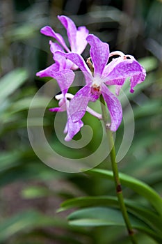 Orchid in Singapore Botannical Gardens photo