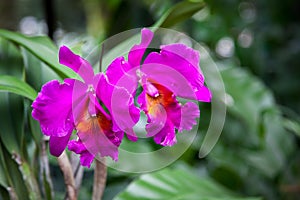 Orchid in Singapore Botannical Gardens photo