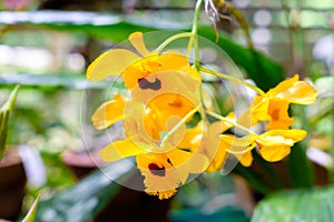 Orchid at the Soroa Orchid Botanical Garden in Cuba