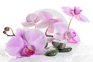 Orchid and spa stones on a white background. Beautiful pink flowers on a branch.