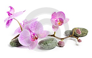 Orchid and spa stones on a white background. Beautiful pink flowers on a branch.