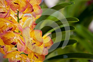 Orchid species Championship
