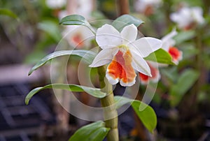Orchid species `Dendrobium cruentum Rchb.f.` is grown in greenhouses