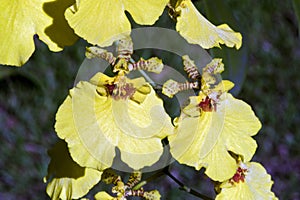 Orchid species of the genus Oncidium