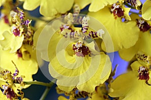 Orchid species of the genus Oncidium