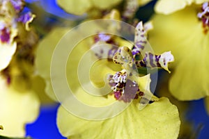 Orchid species of the genus Oncidium