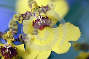 Orchid species of the genus Oncidium