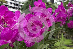 Orchid species `Mikasa` pink that is cultivated in the farm