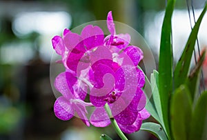 Orchid species `Mikasa` pink that is cultivated in the farm