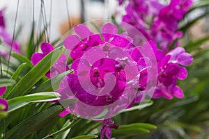 Orchid species `Mikasa` pink that is cultivated in the farm