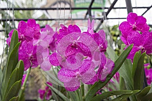 Orchid species `Mikasa` pink that is cultivated in the farm photo