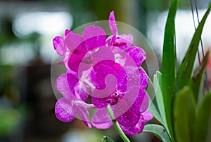 Orchid species `Mikasa` pink that is cultivated in the farm photo