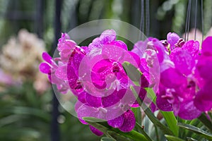 Orchid species `Mikasa` pink that is cultivated in the farm photo