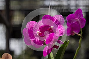 Orchid species `Mikasa` pink that is cultivated in the farm photo