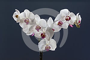 Orchid sprays, phalaenopsis, isolated against a blue background