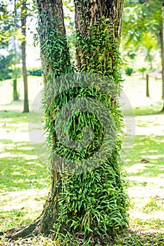 Orchid sprouting on the big tree. Interdependence concept. eipghyte plants. commensalism life of plant concepts. green nature hair photo