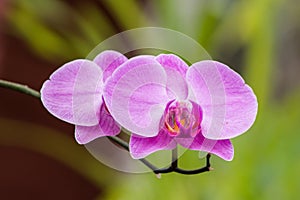 Orchid in Sri Lanka