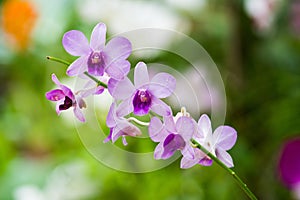 Orchid in Sri Lanka