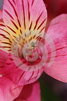 Orchid Stamen