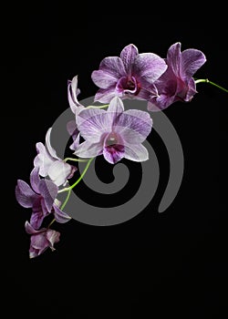 Orchid Stem