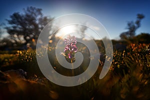 Orchid sunset. Anacamptis papilionacea, Pink Butterfly Orchis, Gargano in Italy. Flowering European terrestrial wild orchid,