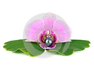 Orchid with Tahiti pearl